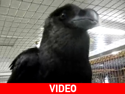 «Πολυλογάς» κόρακας